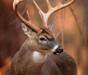 Sportsman's Club, Sagola