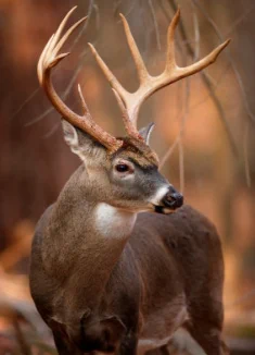 contact, contact us, phone, email, address, president, board members, Sagola Township Sportsmen's Club, Sportsman's Club, Shooting club, hunter's club, Sagola, Channing, Michigan, MI, Upper Peninsula